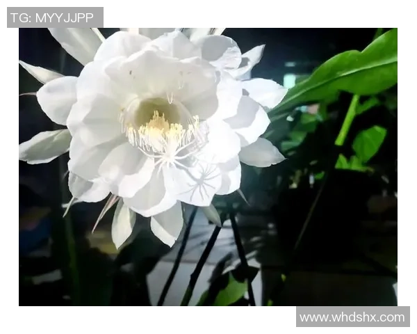 那些曾让世界惊艳却短暂绽放的足球昙花一现之星